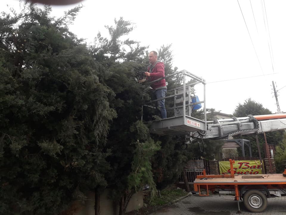 Przycinka żywopłtu z jodeł i świerków
