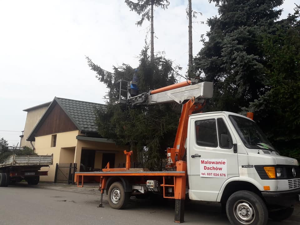 Zwyzka przy przycinaniu gałezi w Bochni